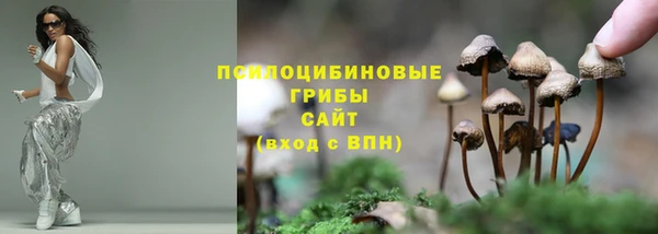 PSILOCYBIN Белокуриха